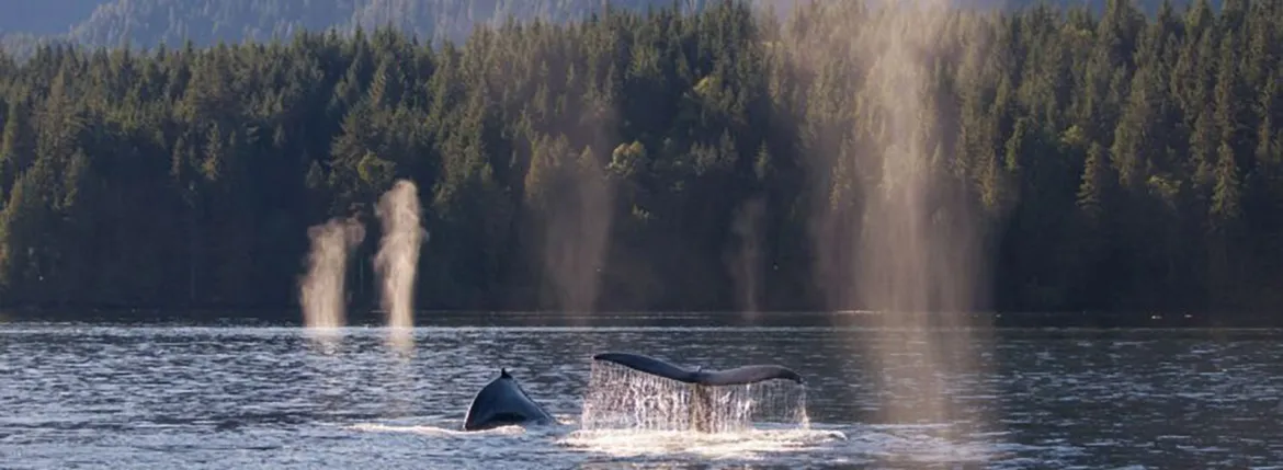 Foraging Humpback whales - Tessa Mull