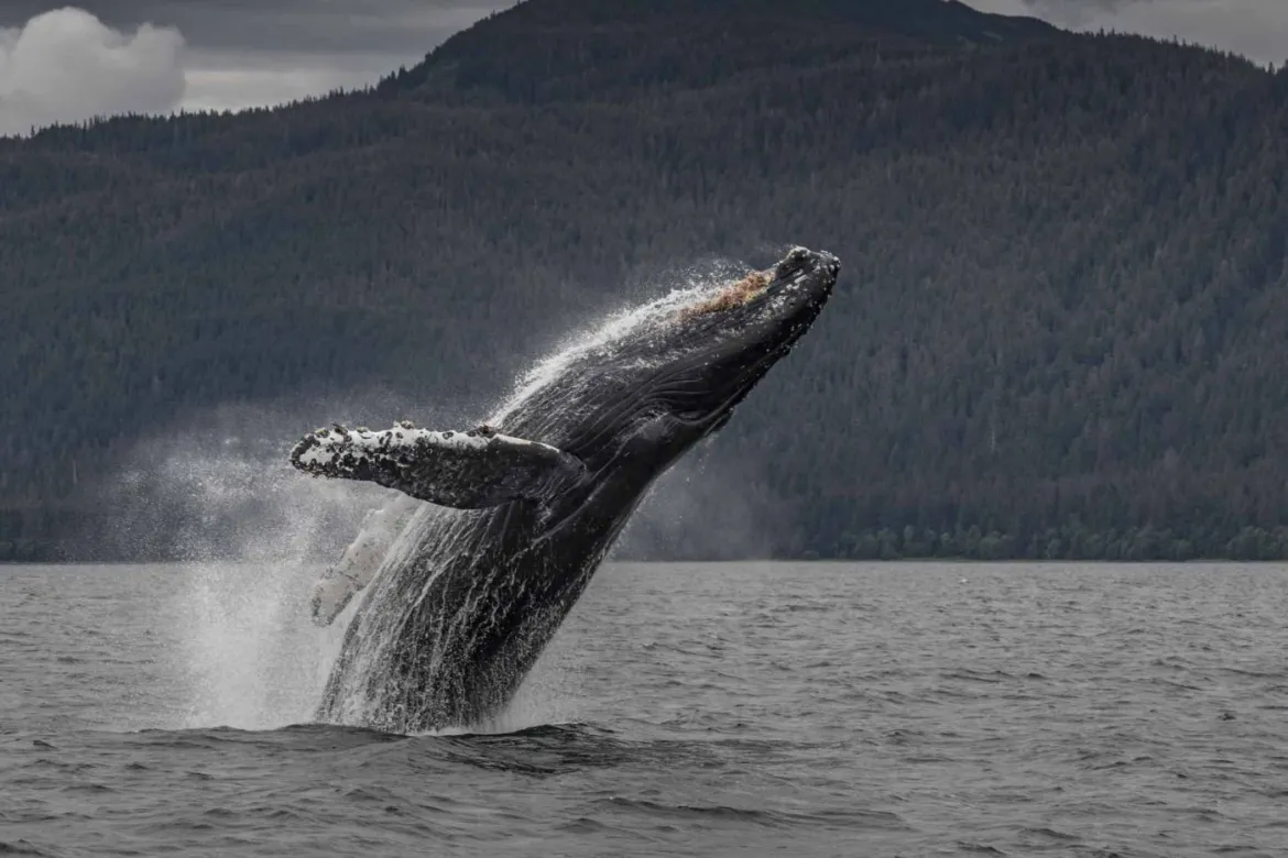 Breaching Humpback Whale Photo: Paul Goldstein