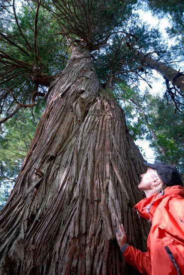 A cedar, mother-tree in old-growth forest in Haida Gwaii