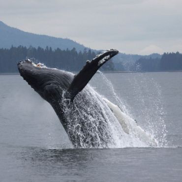 Breaching Humpback whale. Photo: G MacHutchon