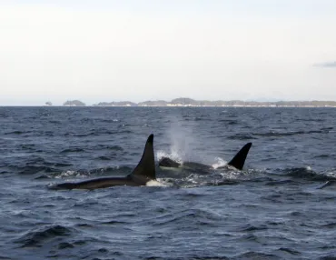 Transient (Biggs) killer whales on the hunt