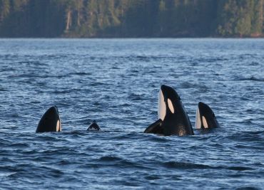 Northern resdient orcas socializing. Photo: Rob Lott