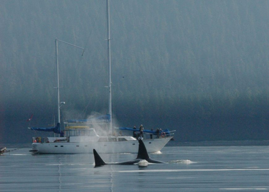 Orcas surfacing. PhotoL Vdeeke