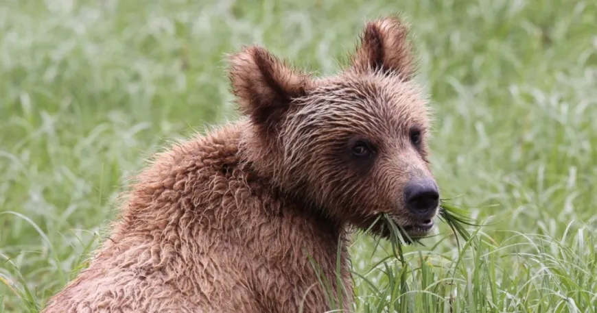 Grizzly Cub grazing on sedge in the Khutzeymateen