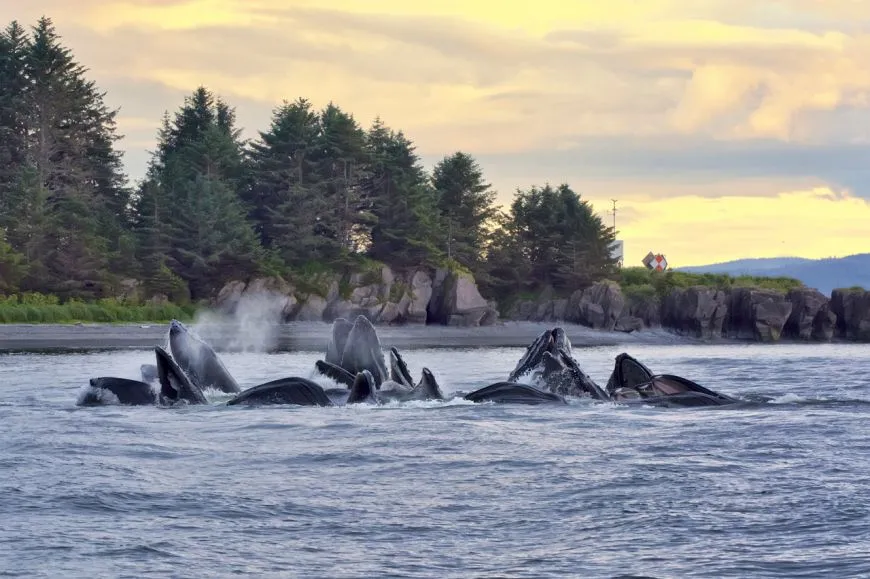 Bubble-net feeding humpback whales in Southeast Alaska