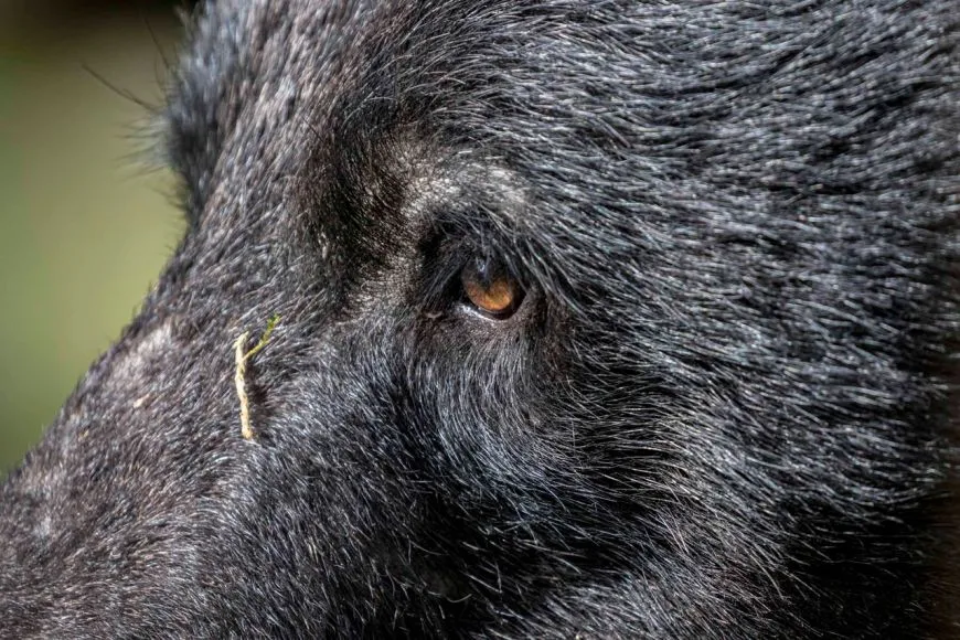 A black bear through a zoom lens. Photo: P Goldstein
