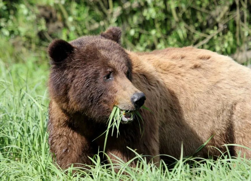 A grizzly bear grazing on sedge grass