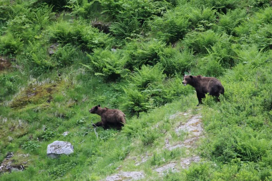 grizzly bears