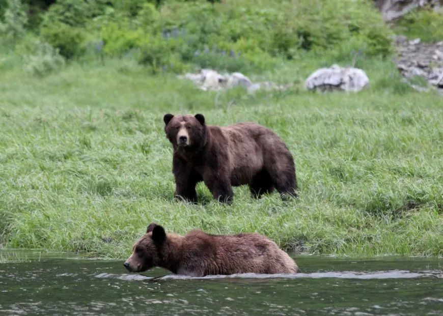 Grizzly Bears