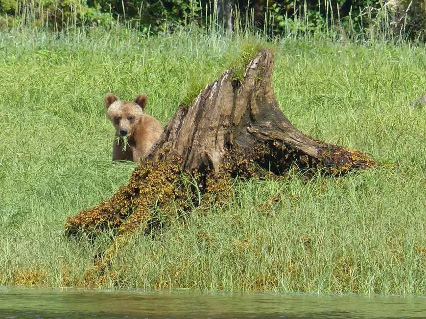 Grizzly cub behind a stump