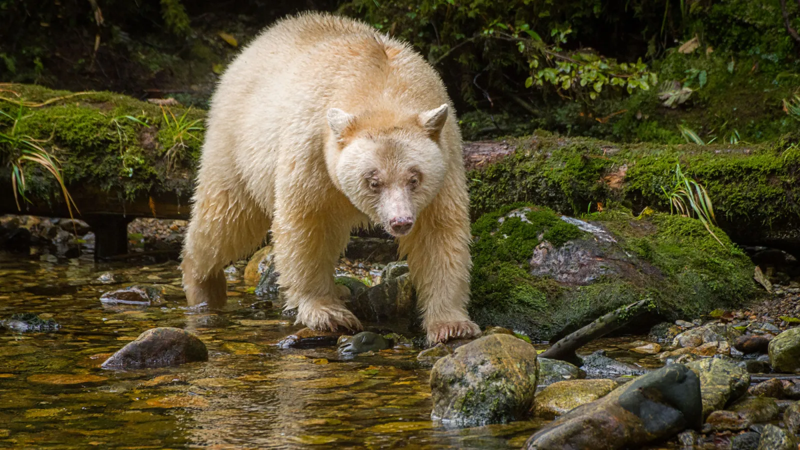 A spirit bear searching for salmon in a stream - Tom Stoeri