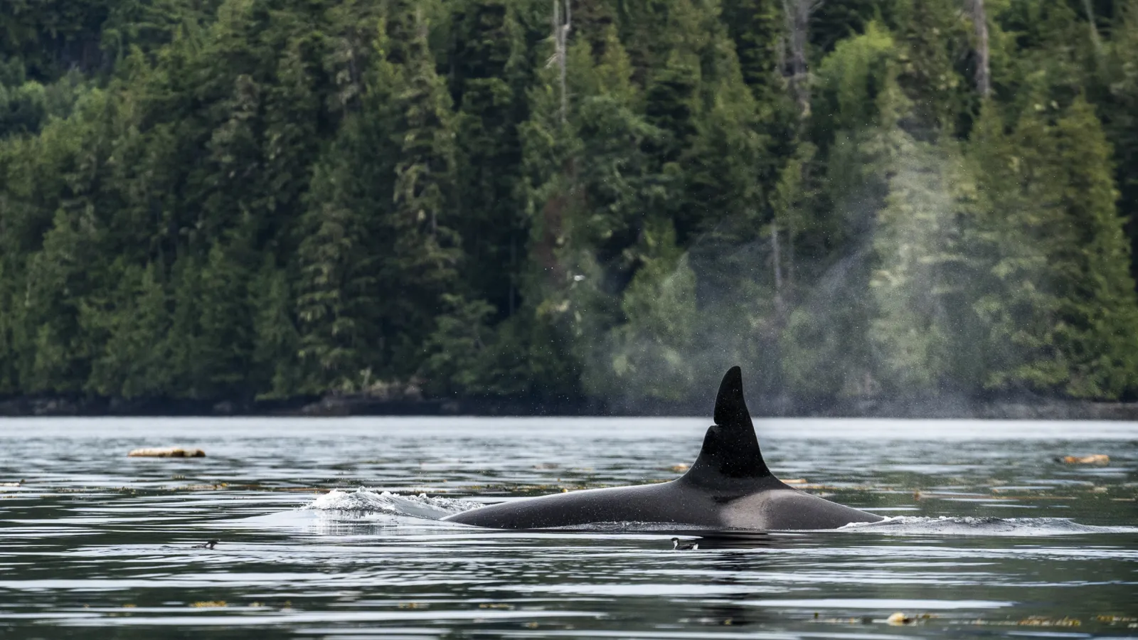 Orca surfaces the calm water for a breath and shows its unique saddle patch Photo -JMathieu
