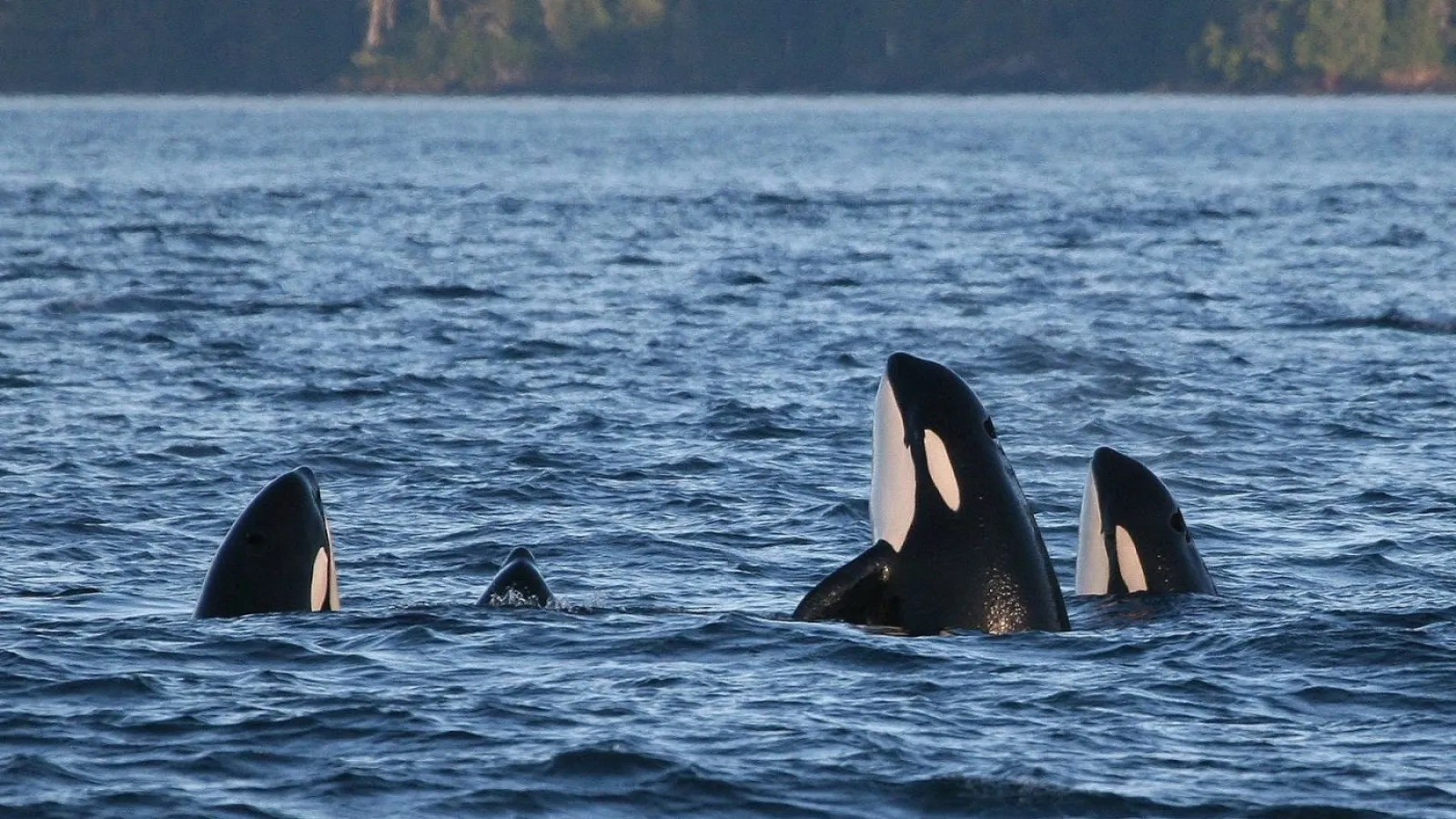 A ceremonial greeting of orca - Rob Lott