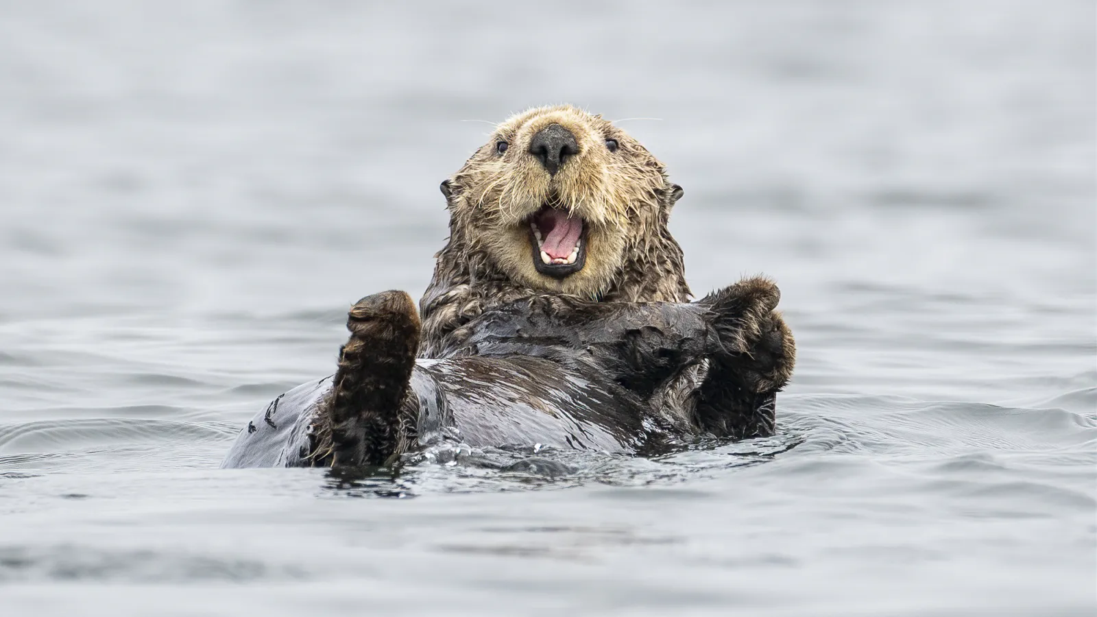 Sea otter faces the camera with its mouth open - Jeremy Mathieu