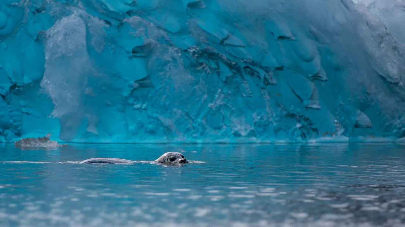 A lone harbour seal floating in front of a blue tidewater glacier - Samuel Weitzman