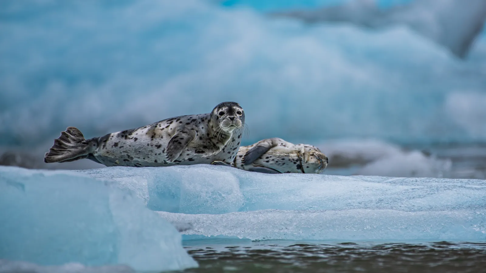 Harbour seals floating on glacial ice Photo: SWeitzman