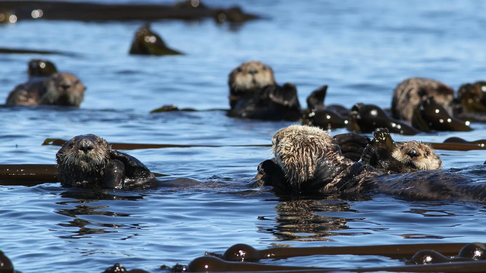 Sea otters floating in amongst the kelp _Eric Koeslag