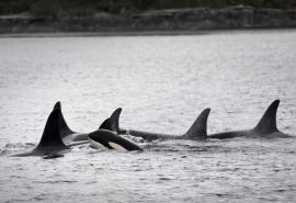 Watch video of orcas - Khutzeymateen 2011