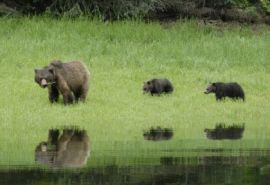 Watch video of bear and cubs - Khutzeymateen 2011