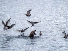Steller's sea lioon feasting on salmon surrounded by gulls in the air