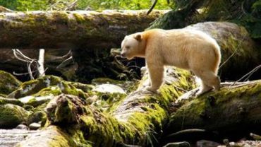 The Great Bear Rainforest