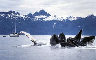 bubble-net feeding Humpbacks