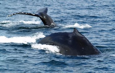 Whale watching in Hecate Strait, Queen Charlotte Islands/Haida Gwaii 