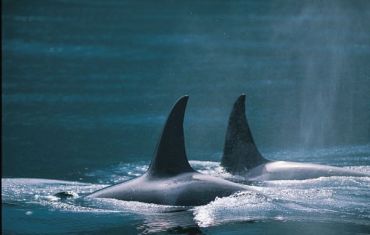Northern Vancouver Island - Orcas