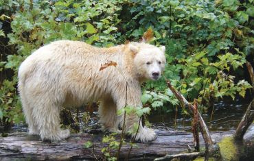 Kermode or Spirit Bear in the Great Bear Rainforest