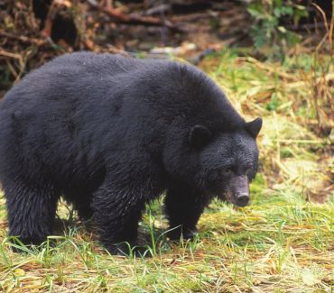 Haida Gwaii black bear