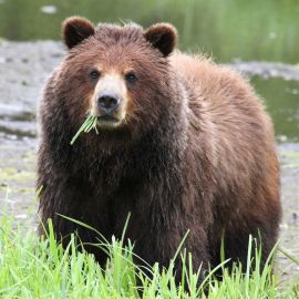 Sub adult Grizzly in Alaska