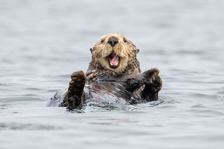 A sea otter floating on its back staring into the camera with its mouth open.
