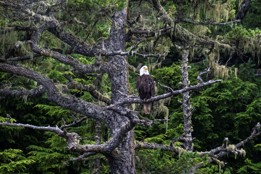 A bald eagle sits on a branch of a fir tree covered in lichen.