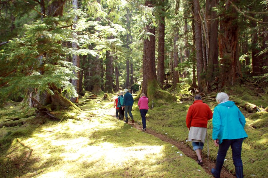 Bluewater Adventures group walking along a train in a wooded forest with the sun shining through.