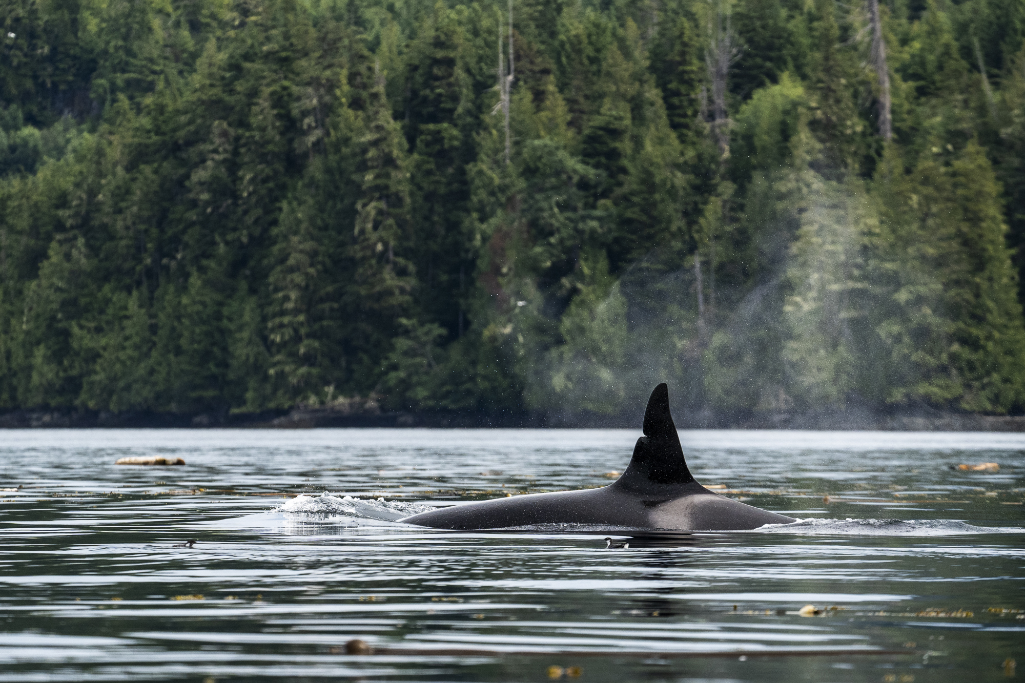 A lone orca surfaces in the calm waters surrounded by a forested shoreline.