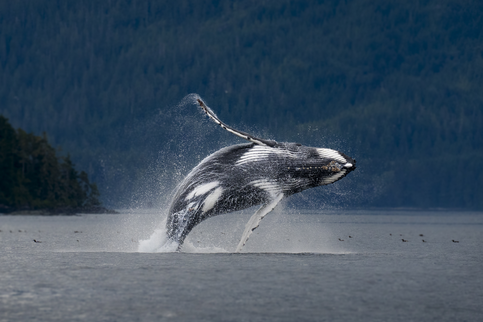A breaching Humpback whale showing its unique colouration on its underside.