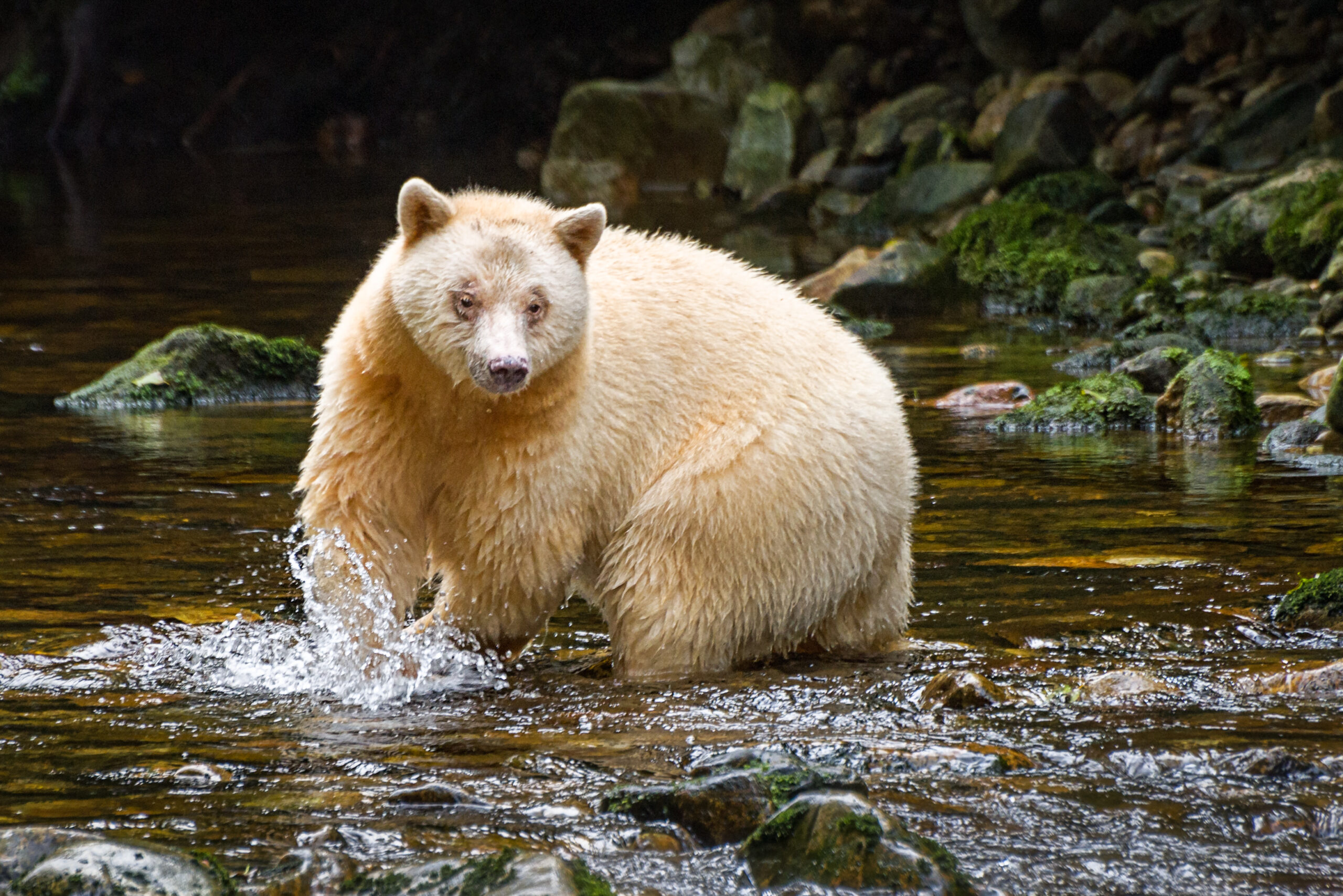 The Iconinc Spirit Bear with a dirt smudge on its head, fishing in a stream