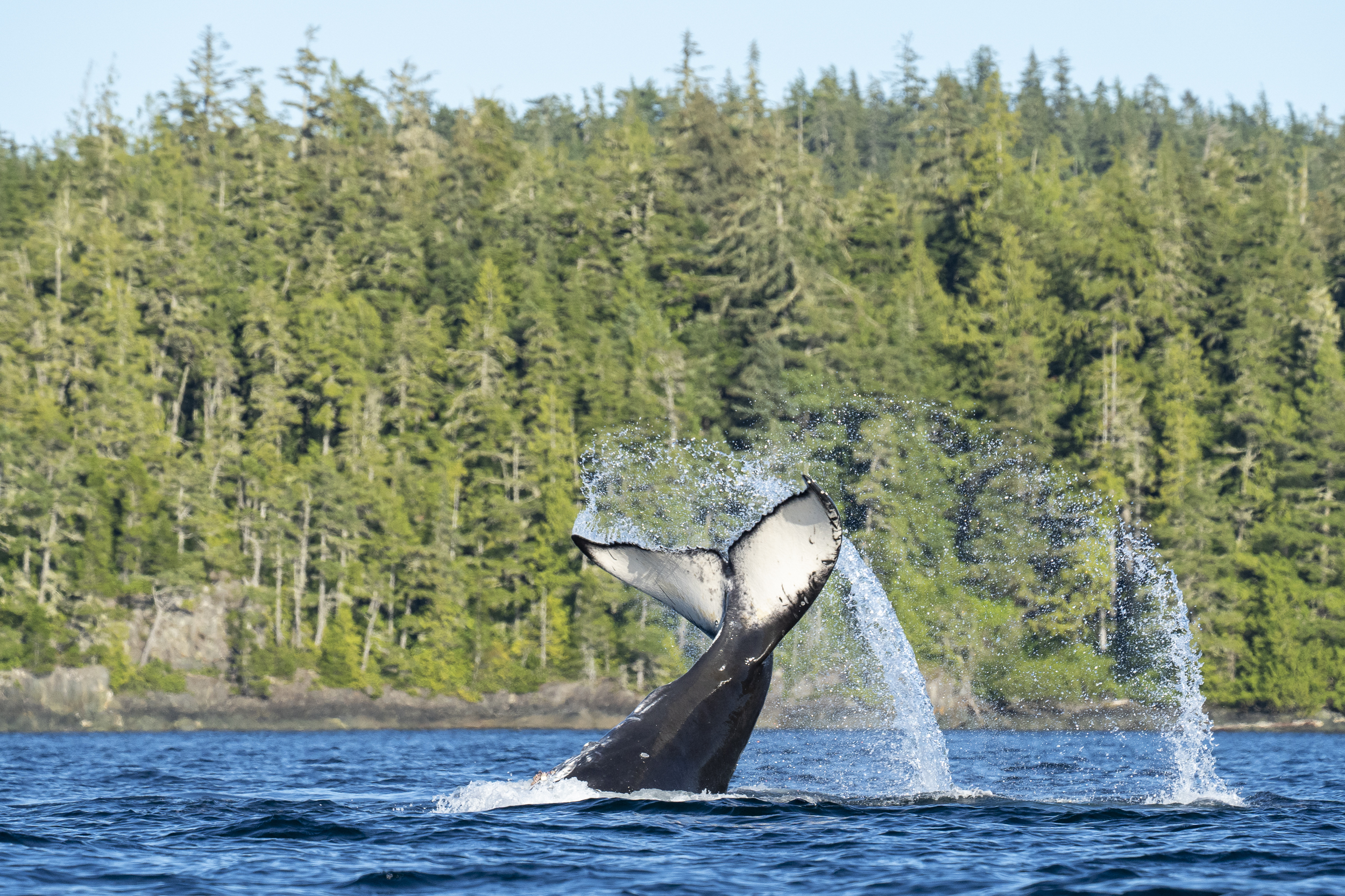 A large humpback whale tail flicking out of the water.