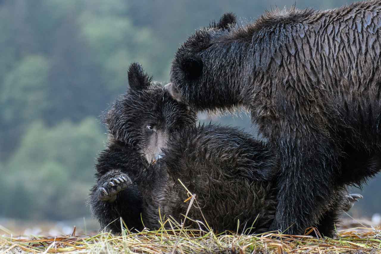 Grizzly siblings wrestle in the estuary.