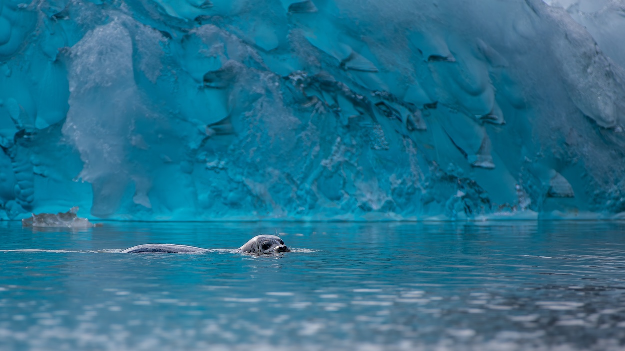 A lone harbour seal swimming at the surface of the ocean in front of a stunning blue glacier.