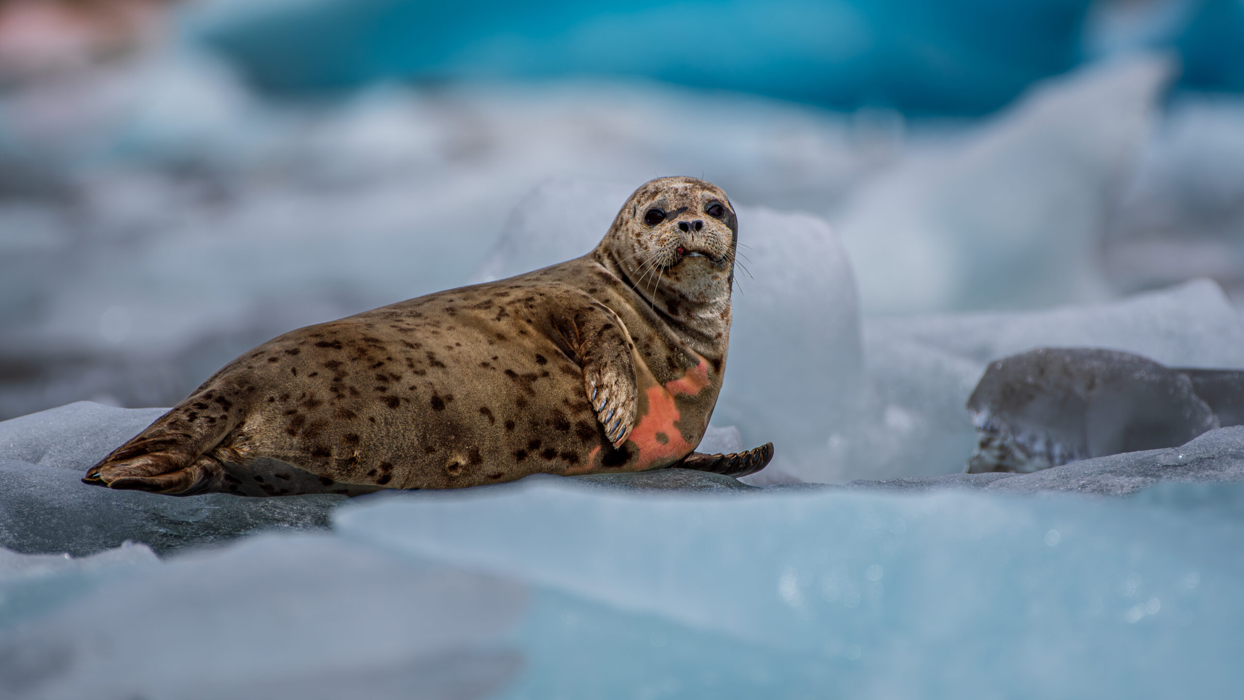 A harbour seal hauled out on floating ice in Alaska with a pink mark on its chest.