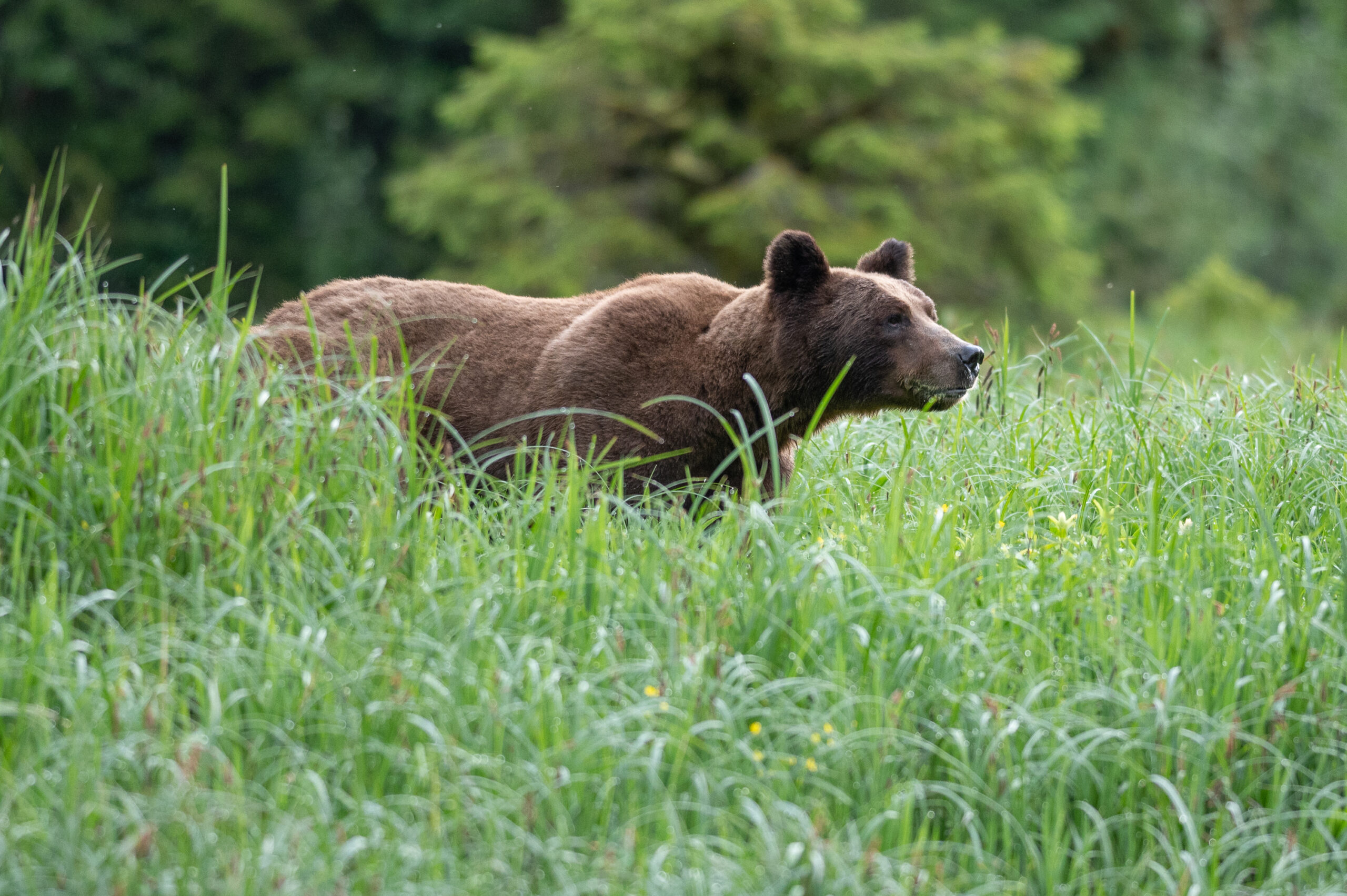 A large grizzly standing at the edge of tall sedge grass