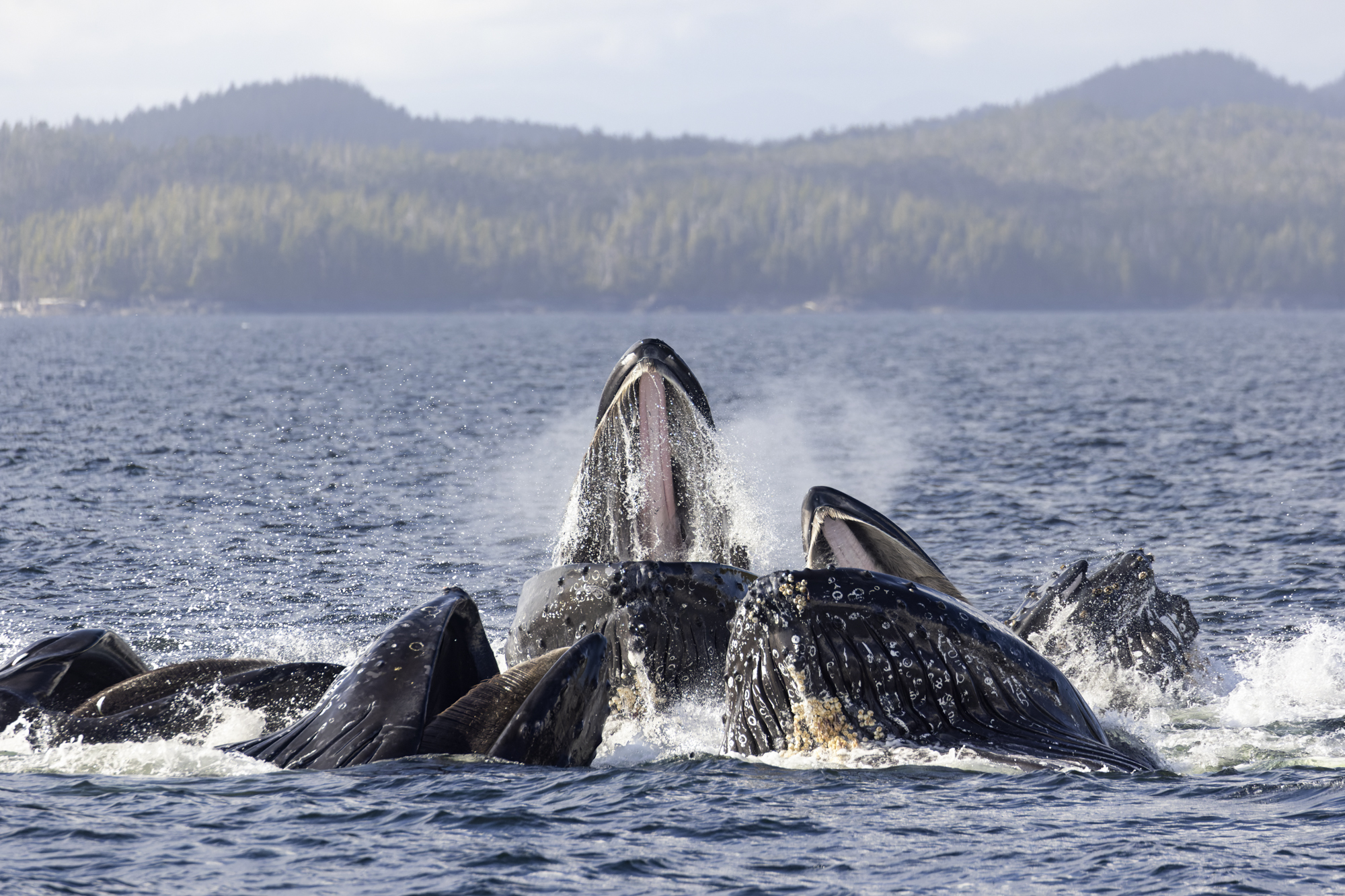 Several humpback whales bubble-net feeding