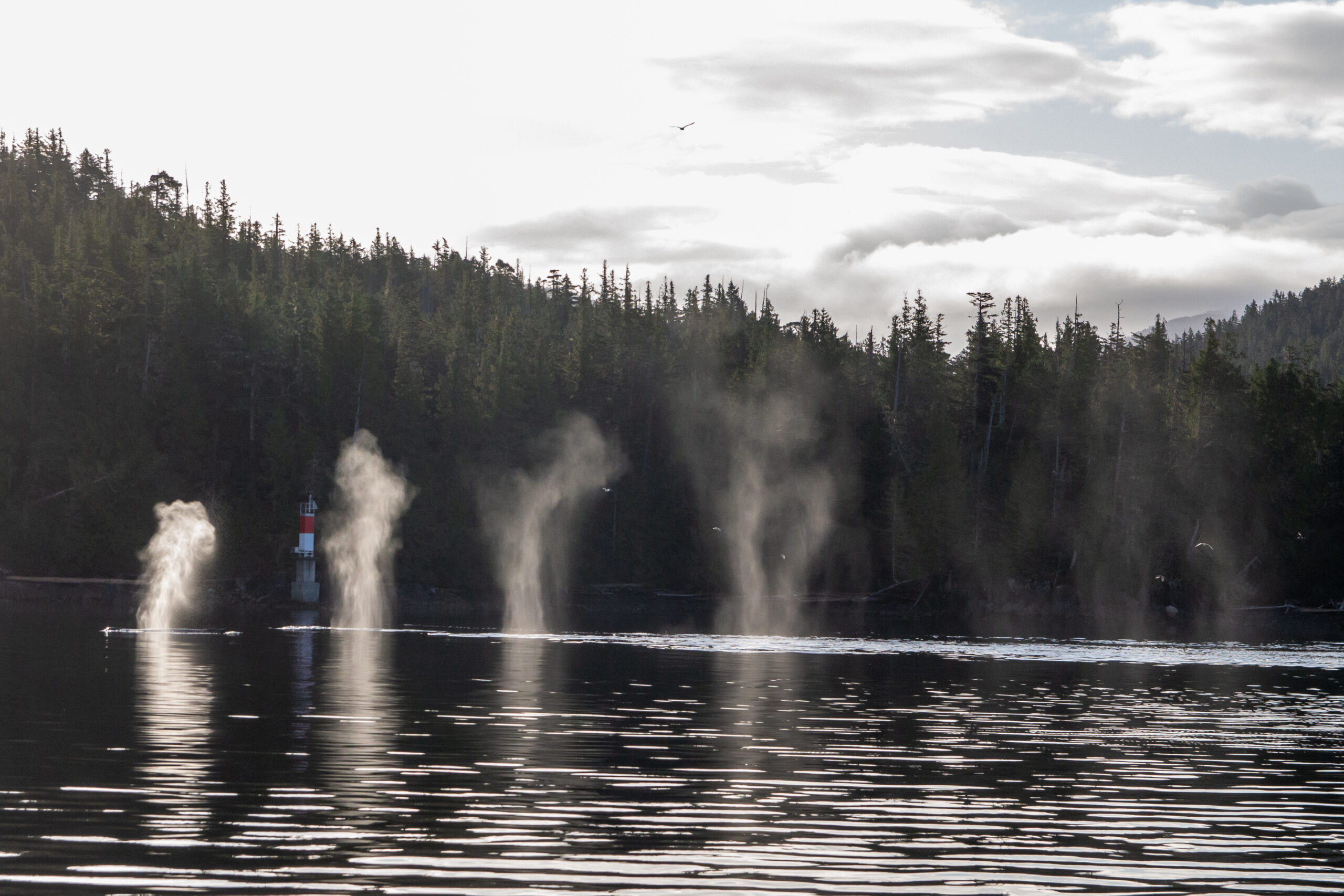 Humpback whale breath of 4 whales hanging in the air in a still bay.