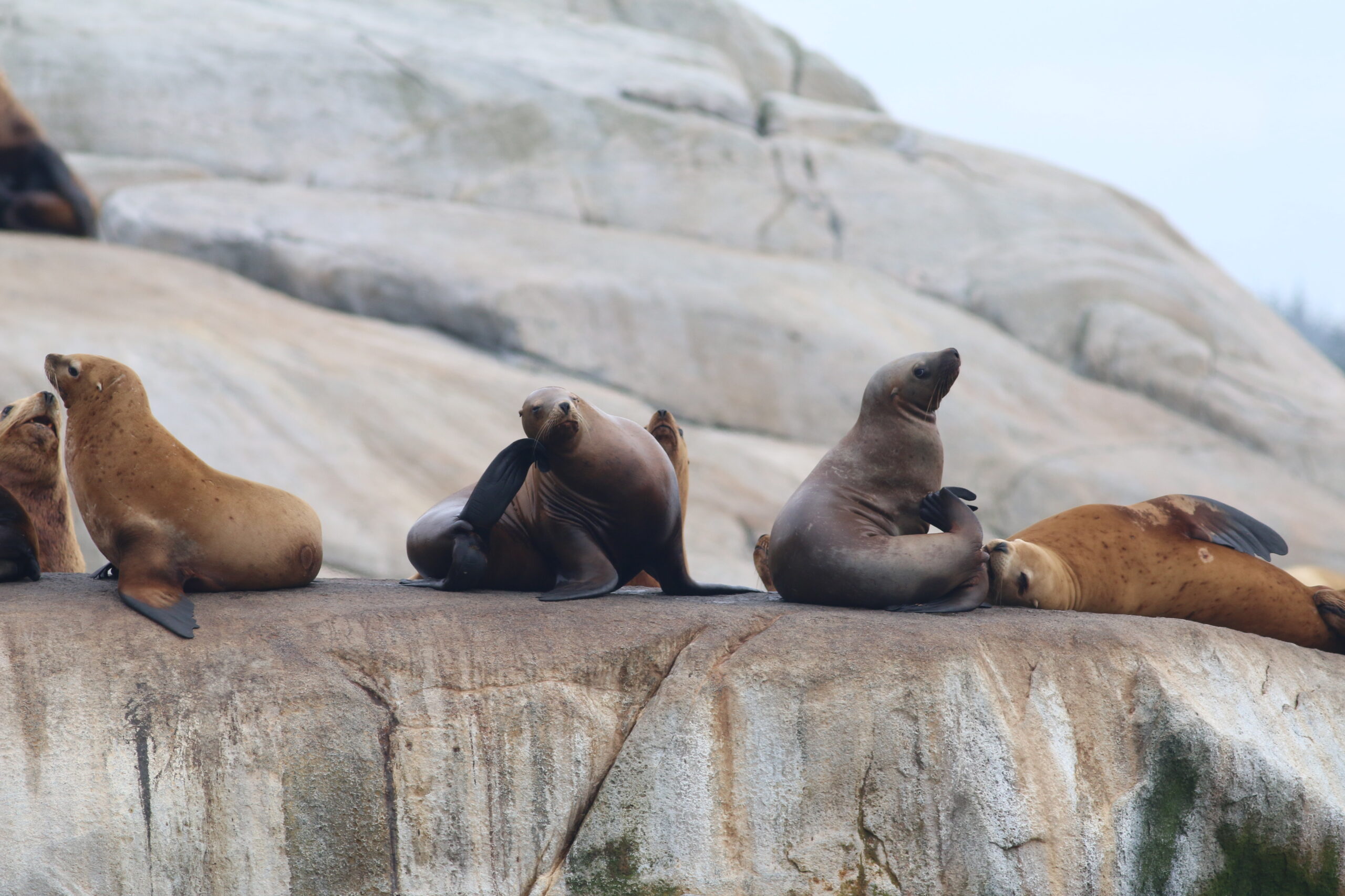 Steller sea lions haul out in the warmth of the day.