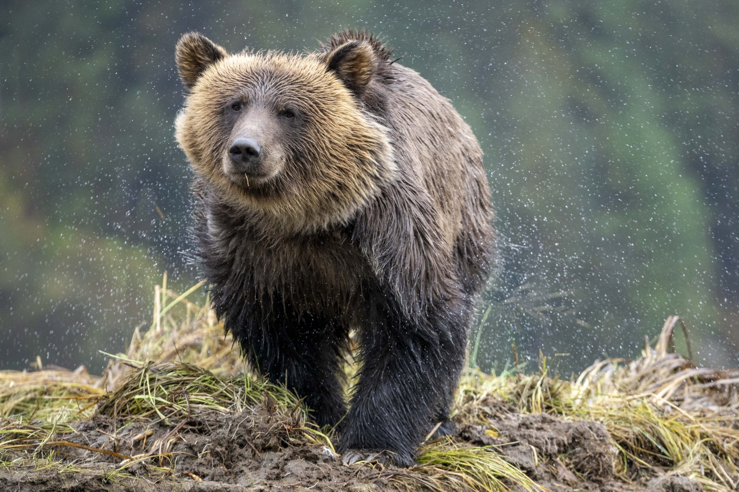 A photo of a soggy grizzly shaking off the rain.
