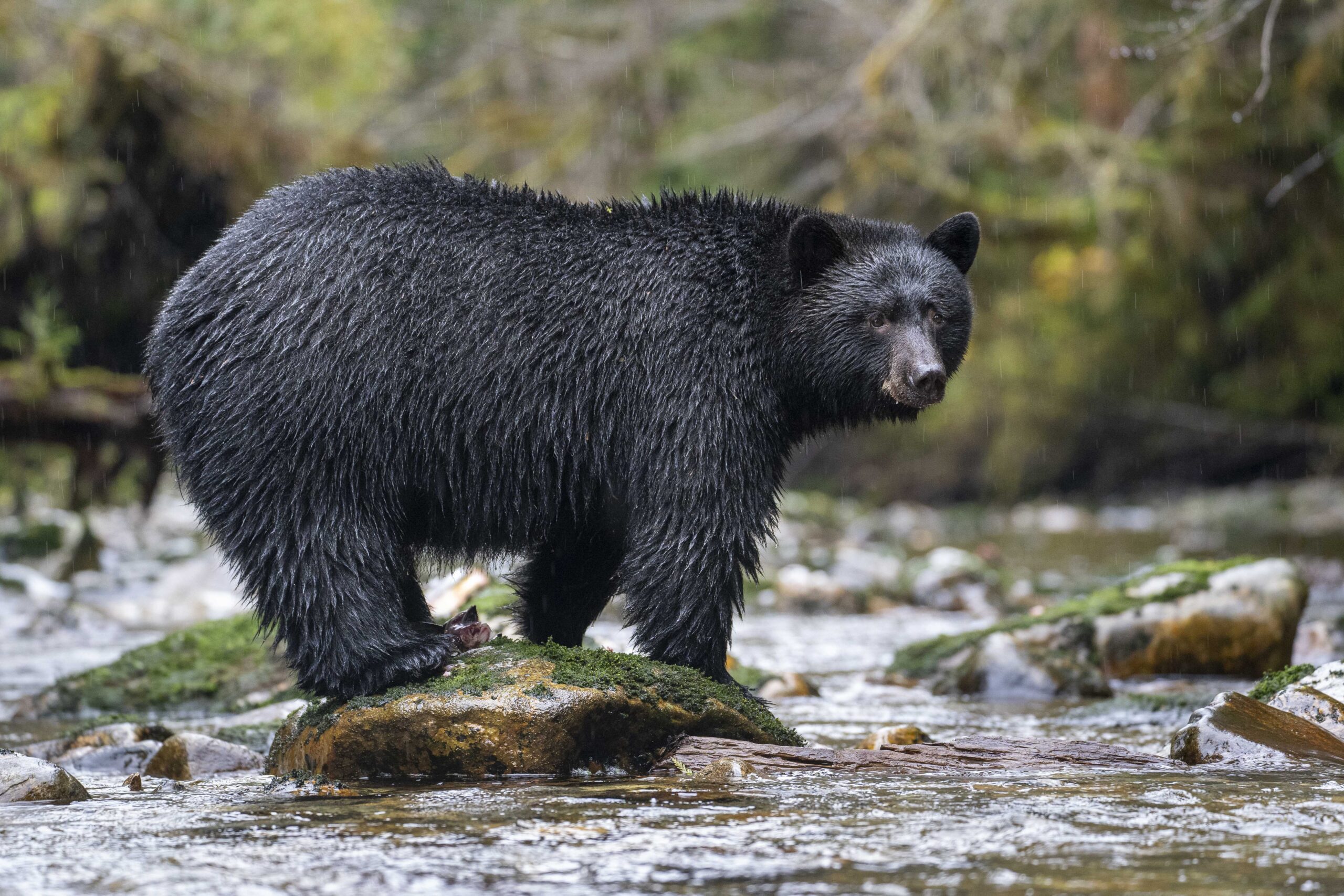 Well-fed black bear standing in a salmon creek in the rain.