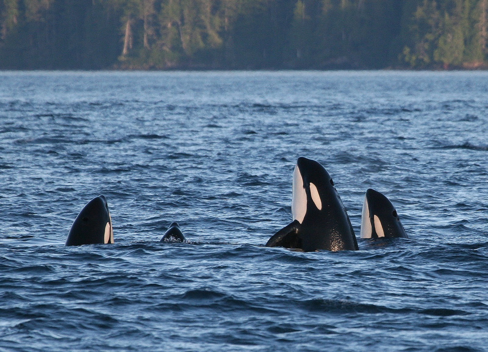 4 Northern Resident Orcas spyhop in a ceremonial greeting
