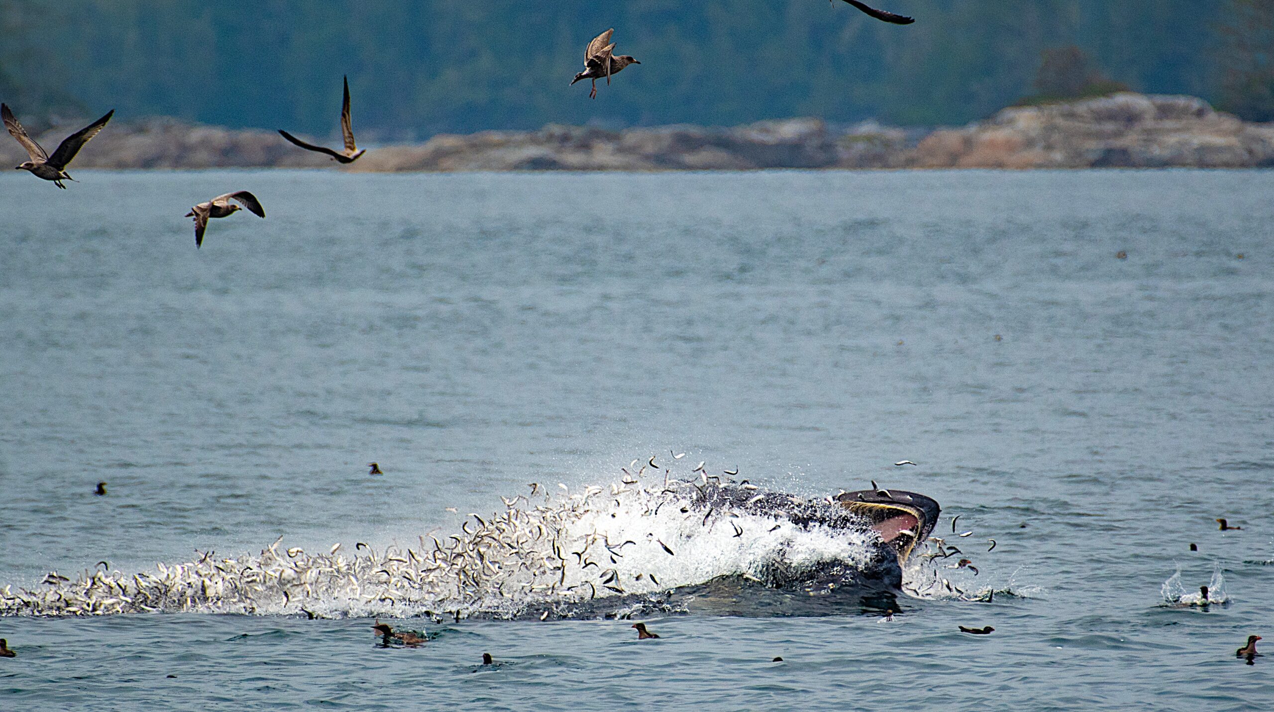 lunge-feeding humpback whale