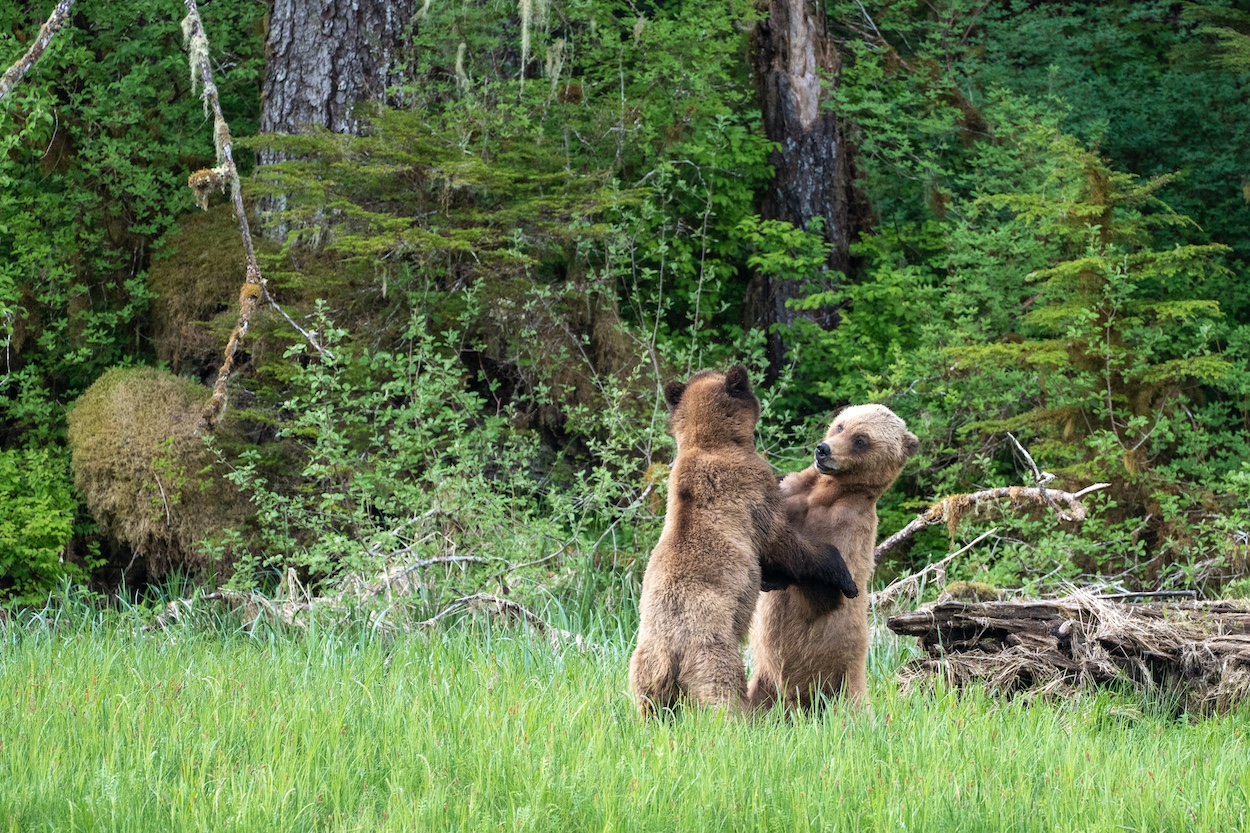 Two grizzly siblings wretling in tall sedge grass